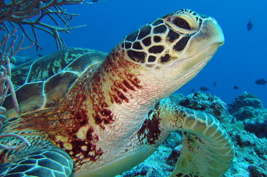 tortue sous-marine